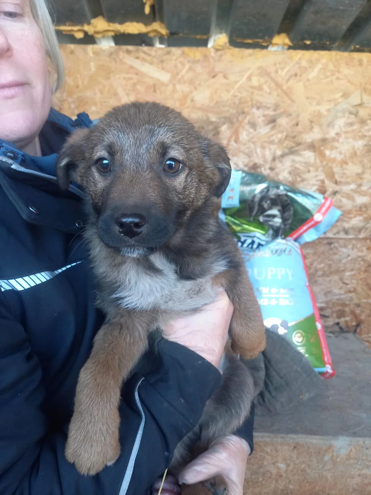 River, male puppy Mixed Breed for adoption at Tierschutzverein Labus Family e.V.