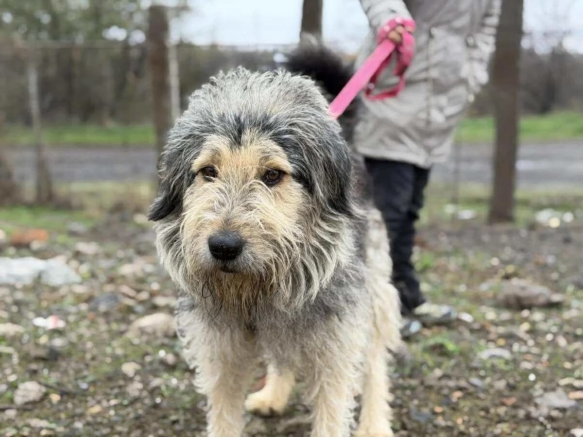 Rocky, male 6yo Mixed Breed for adoption at Tierschutzverein Labus Family e.V.