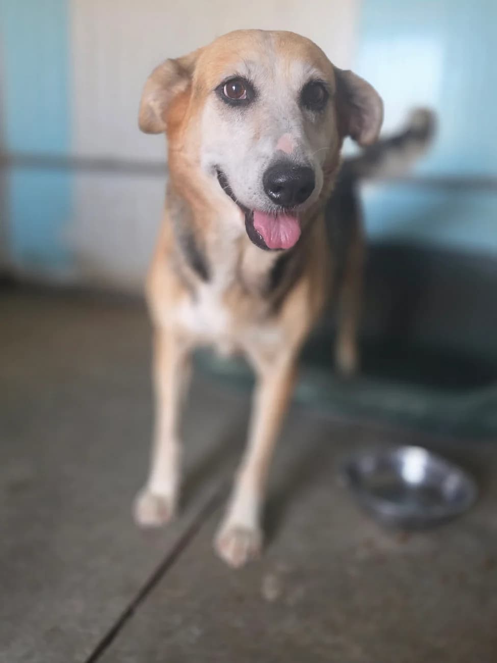Romy, female senior Mixed Breed for adoption at Tierschutzverein Labus Family e.V.