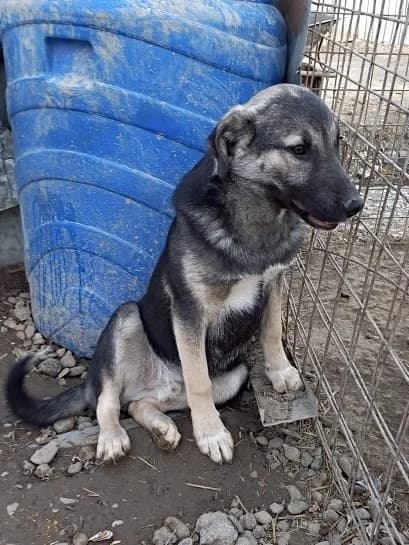 Sadik, male 5yo German Shepherd for adoption at Tierschutzverein Labus Family e.V.