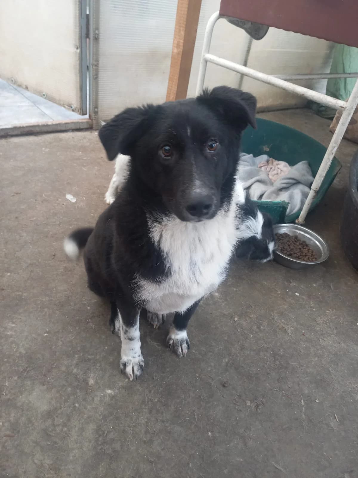 Samson, male young Mixed Breed for adoption at Tierschutzverein Labus Family e.V.