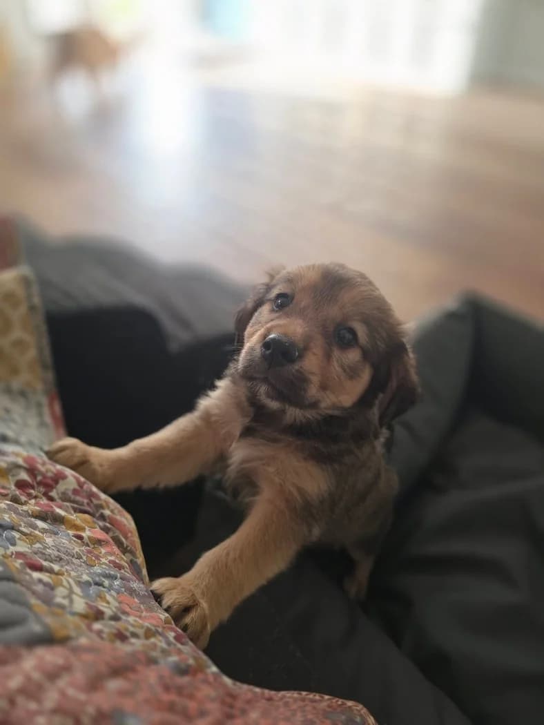 Shadow, female puppy Mixed Breed for adoption at Tierschutzverein Labus Family e.V.