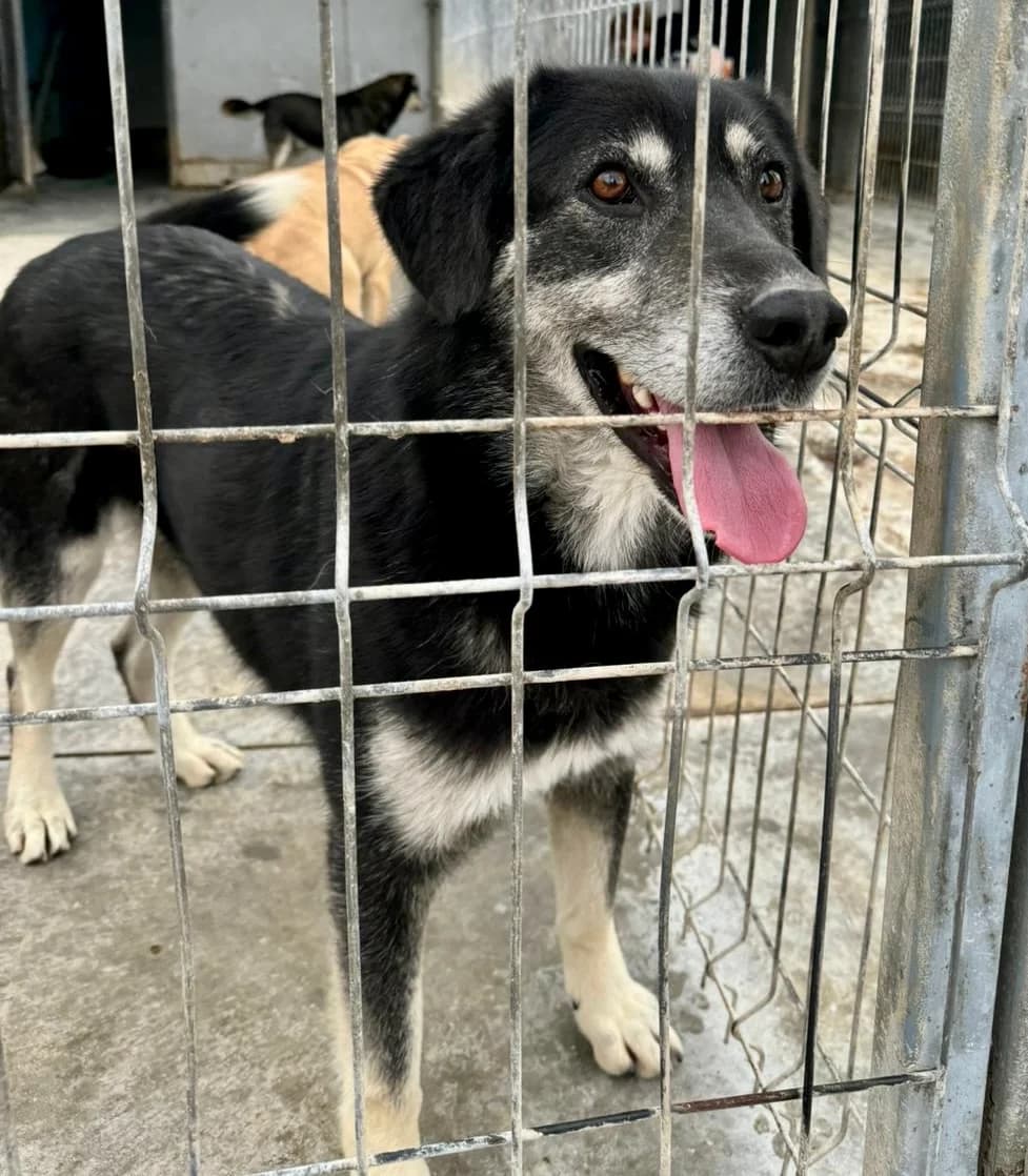 Simon, male 5yo Mixed Breed for adoption at Tierschutzverein Labus Family e.V.