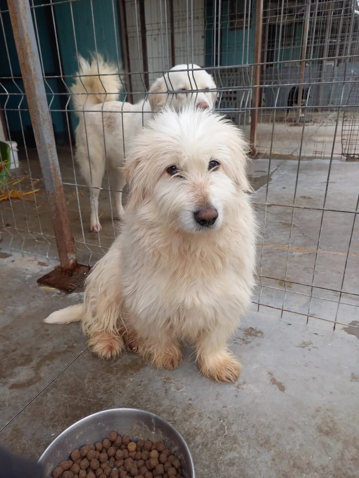 Sir Henry, male 6yo Mixed Breed for adoption at Tierschutzverein Labus Family e.V.