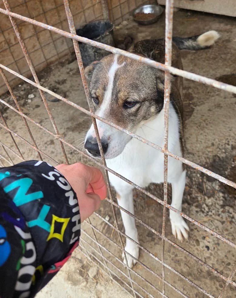 Snappi, female young Mixed Breed for adoption at Tierschutzverein Labus Family e.V.