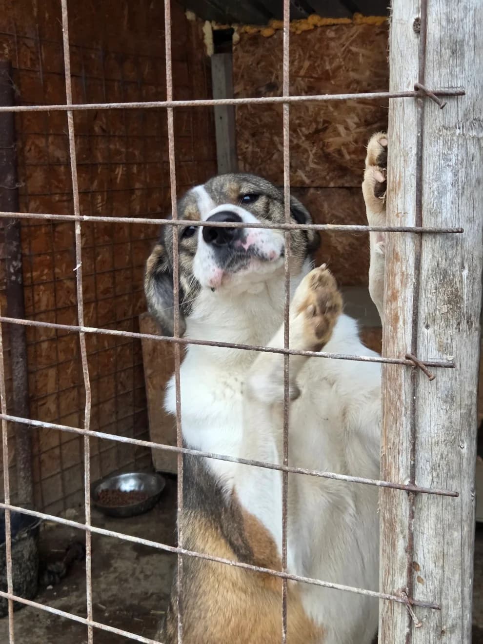 Snappi, female young Mixed Breed for adoption at Tierschutzverein Labus Family e.V.