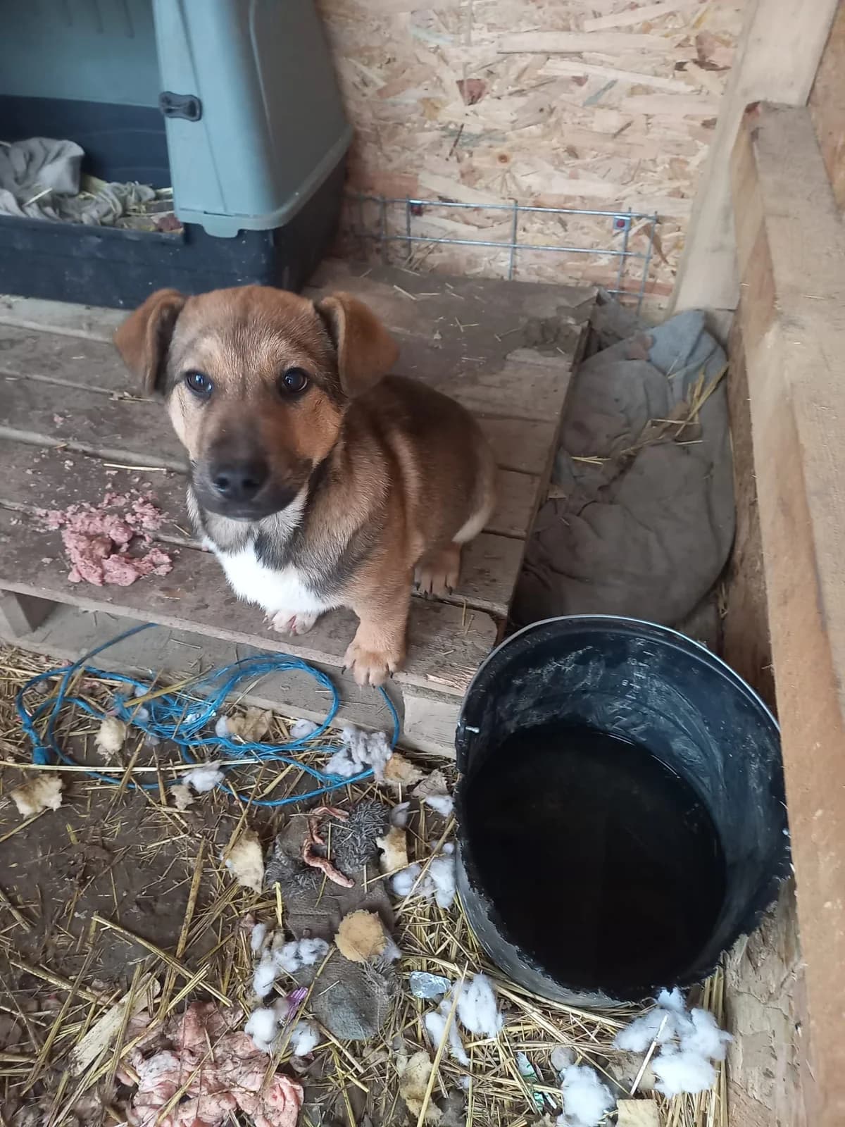 Snickers, male puppy Mixed Breed for adoption at Tierschutzverein Labus Family e.V.
