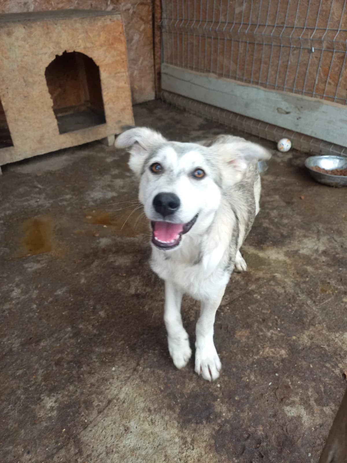 Snow, male puppy Husky for adoption at Tierschutzverein Labus Family e.V.