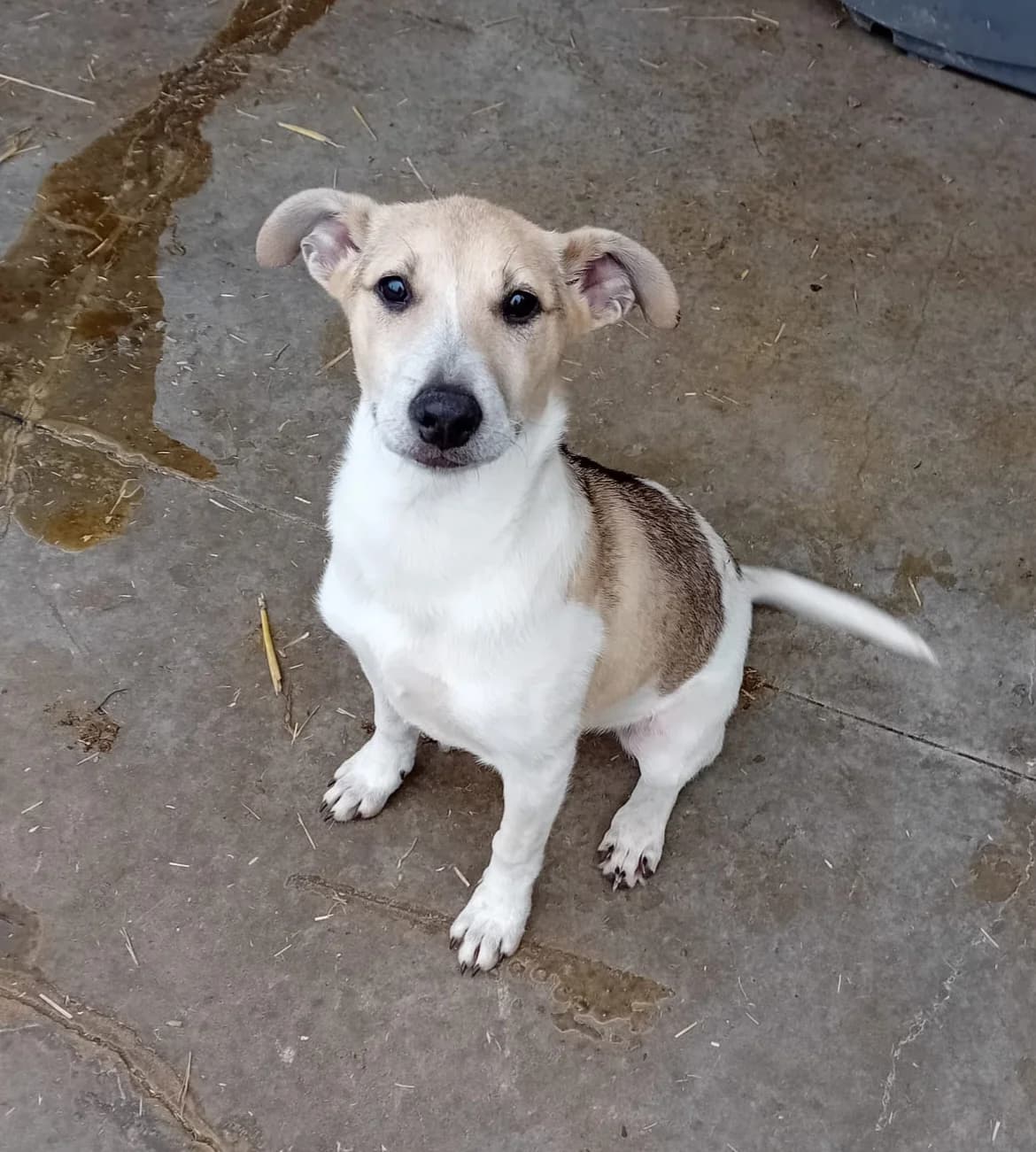 Sole, female young Mixed Breed for adoption at Tierschutzverein Labus Family e.V.
