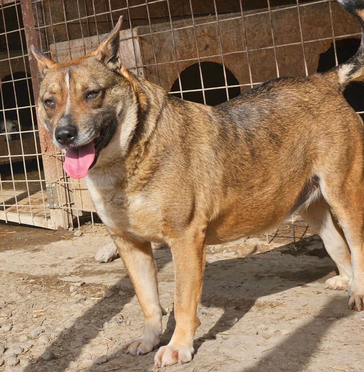 Sophie, female 3yo Mixed Breed for adoption at Tierschutzverein Labus Family e.V.