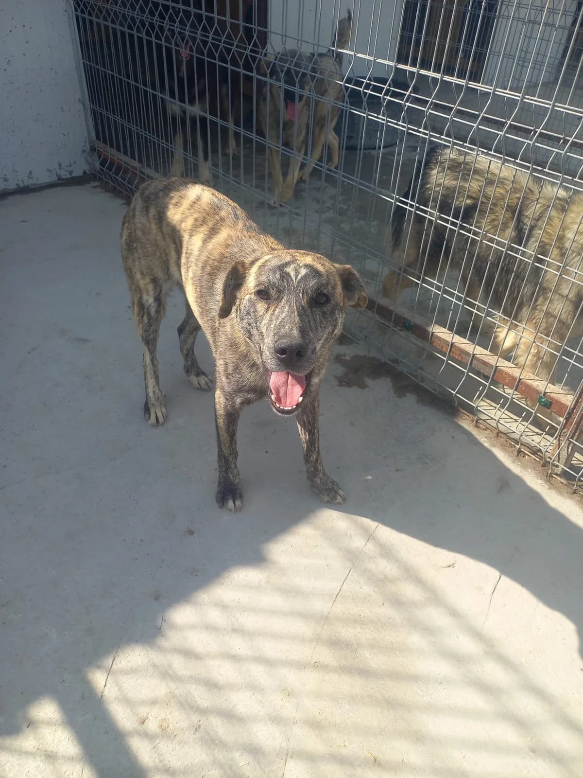 Spike, male young Mixed Breed for adoption at Tierschutzverein Labus Family e.V.