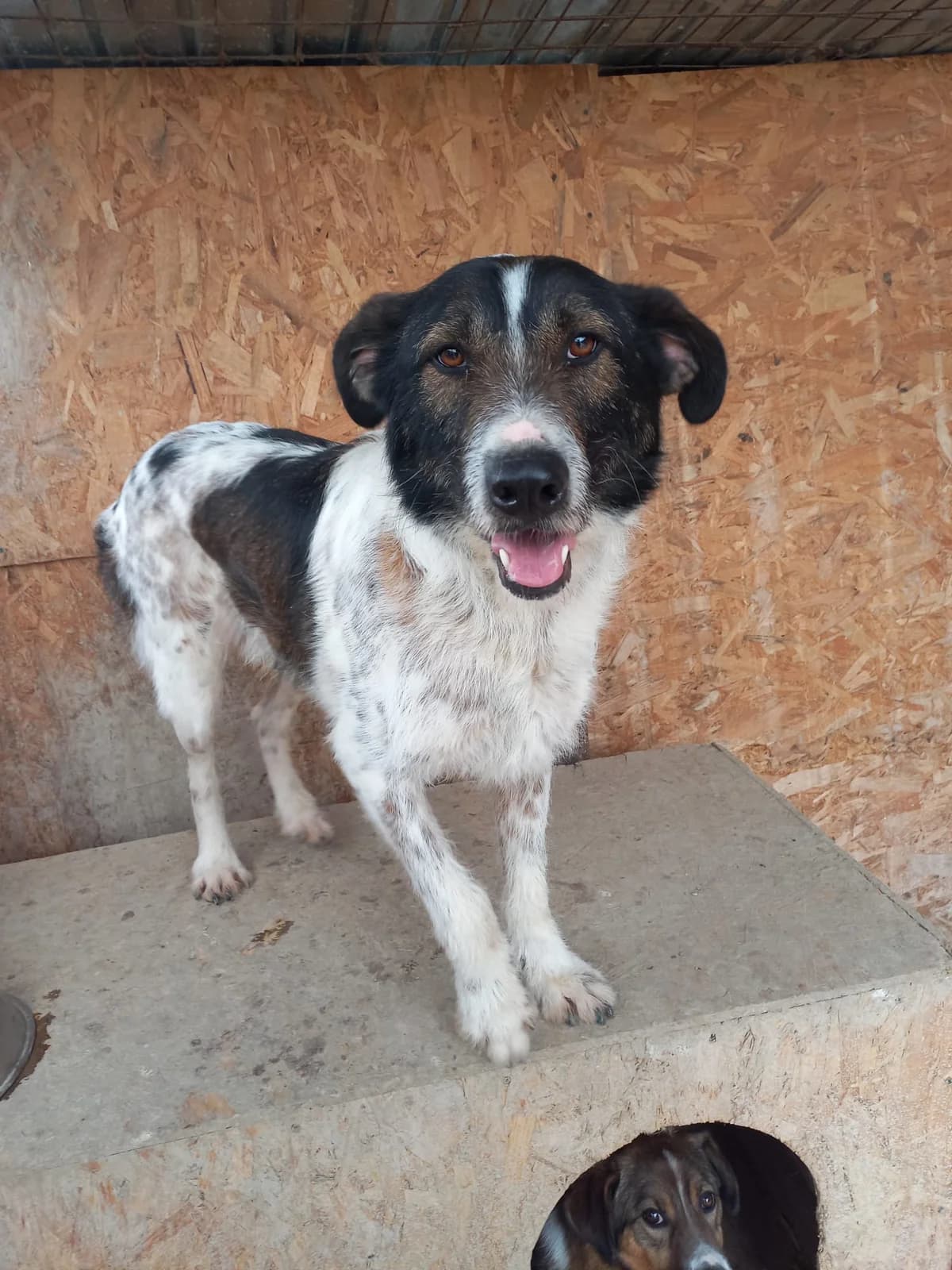 Spotti, male 4yo Mixed Breed for adoption at Tierschutzverein Labus Family e.V.