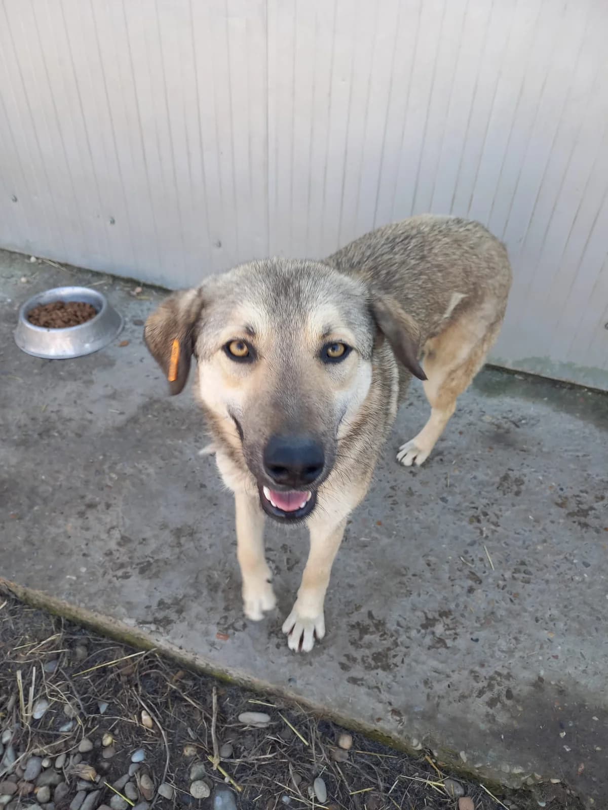 Stoicani, female 3yo Mixed Breed for adoption at Tierschutzverein Labus Family e.V.