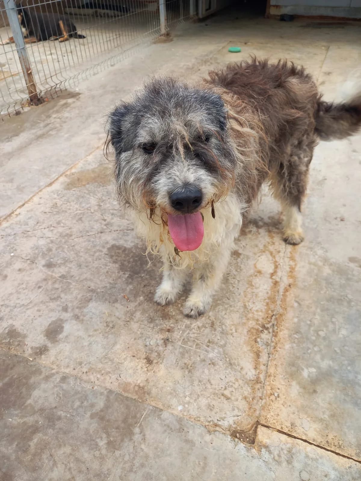 Strolchi, male 5yo Mixed Breed for adoption at Tierschutzverein Labus Family e.V.