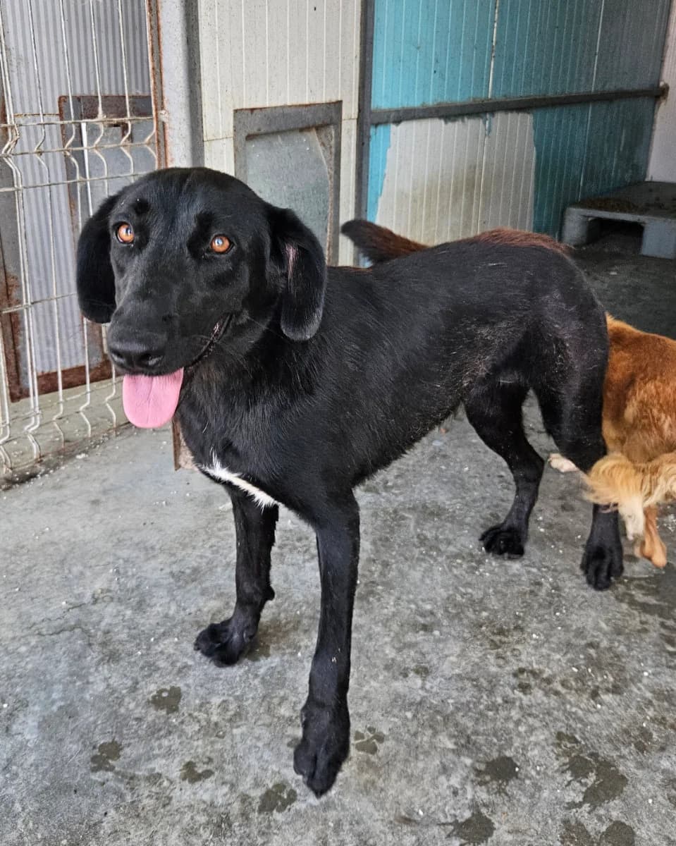 Sumi, female 3yo Mixed Breed for adoption at Tierschutzverein Labus Family e.V.