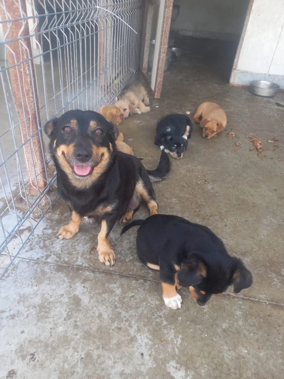 Sunni, female 5yo Mixed Breed for adoption at Tierschutzverein Labus Family e.V.