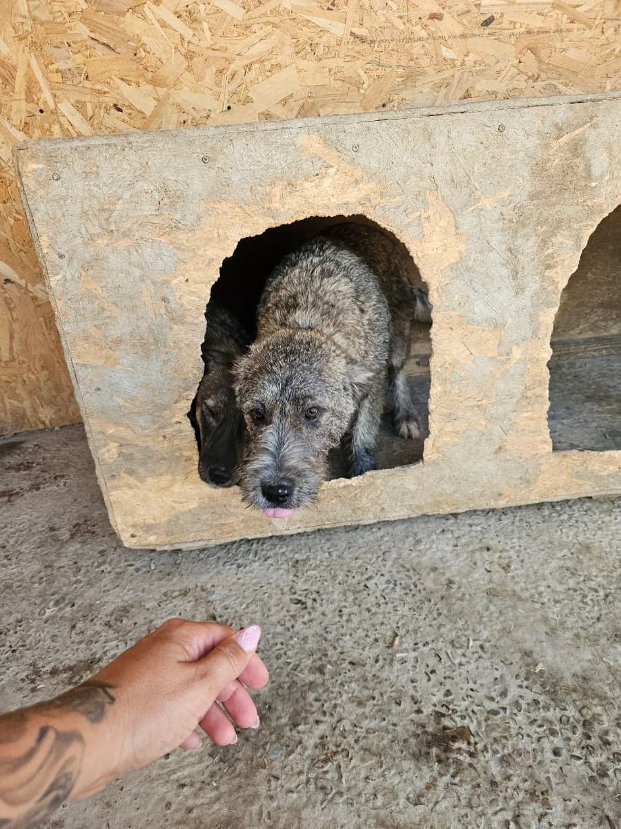 Susi, female young Mixed Breed for adoption at Tierschutzverein Labus Family e.V.