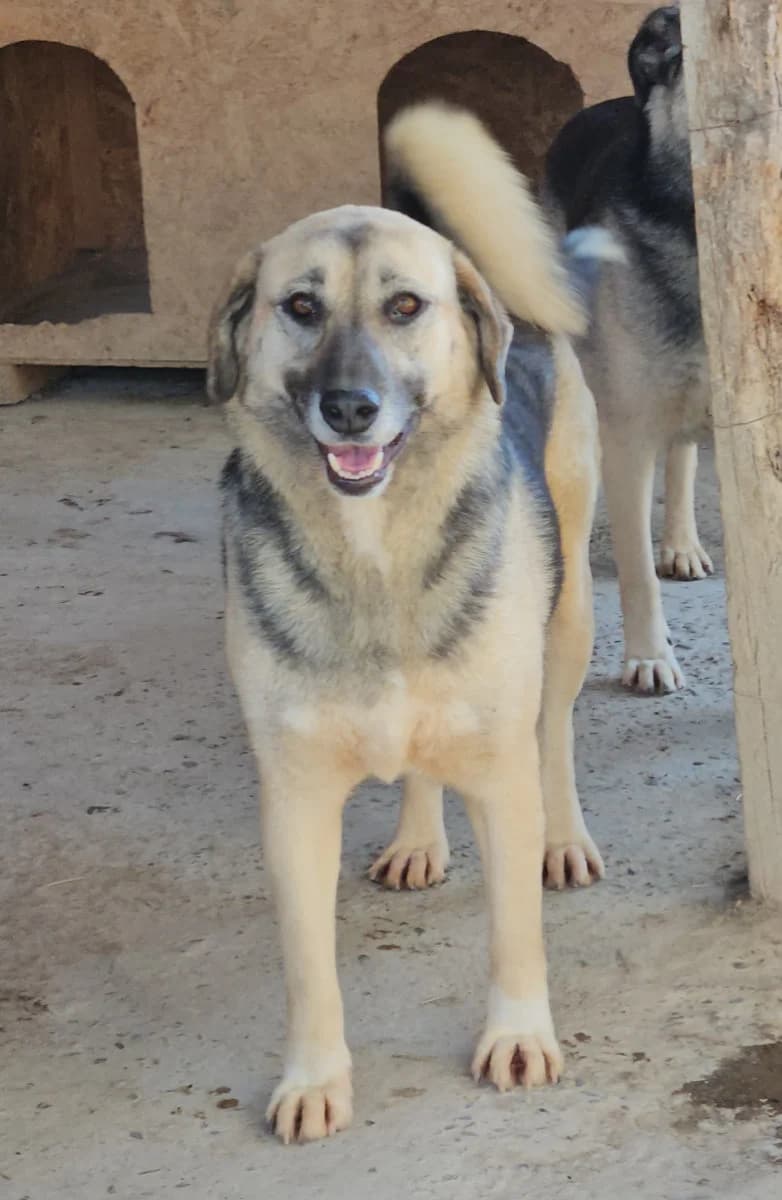 Svea, female 5yo German Shepherd for adoption at Tierschutzverein Labus Family e.V.