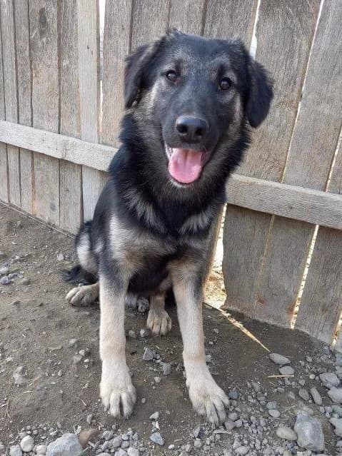 Sven, male 5yo German Shepherd for adoption at Tierschutzverein Labus Family e.V.