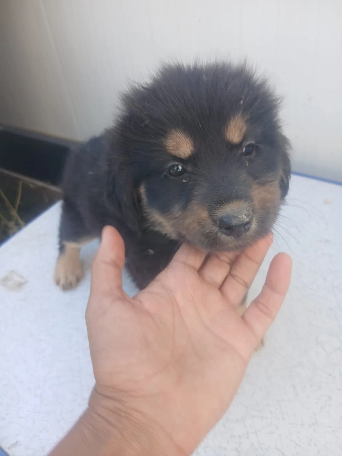 Sweety, female puppy Mixed Breed for adoption at Tierschutzverein Labus Family e.V.