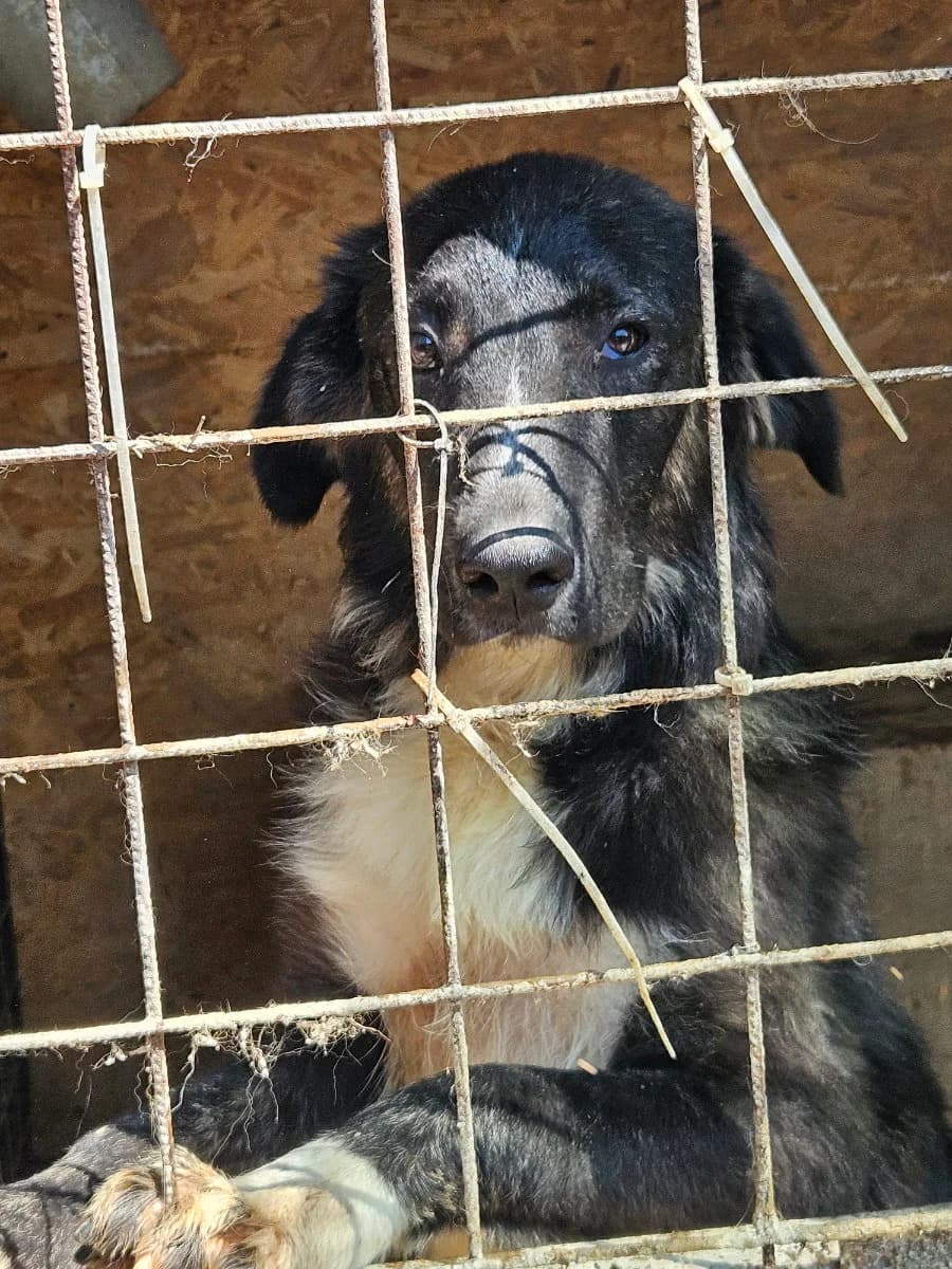 Taijitu, male young Mixed Breed for adoption at Tierschutzverein Labus Family e.V.