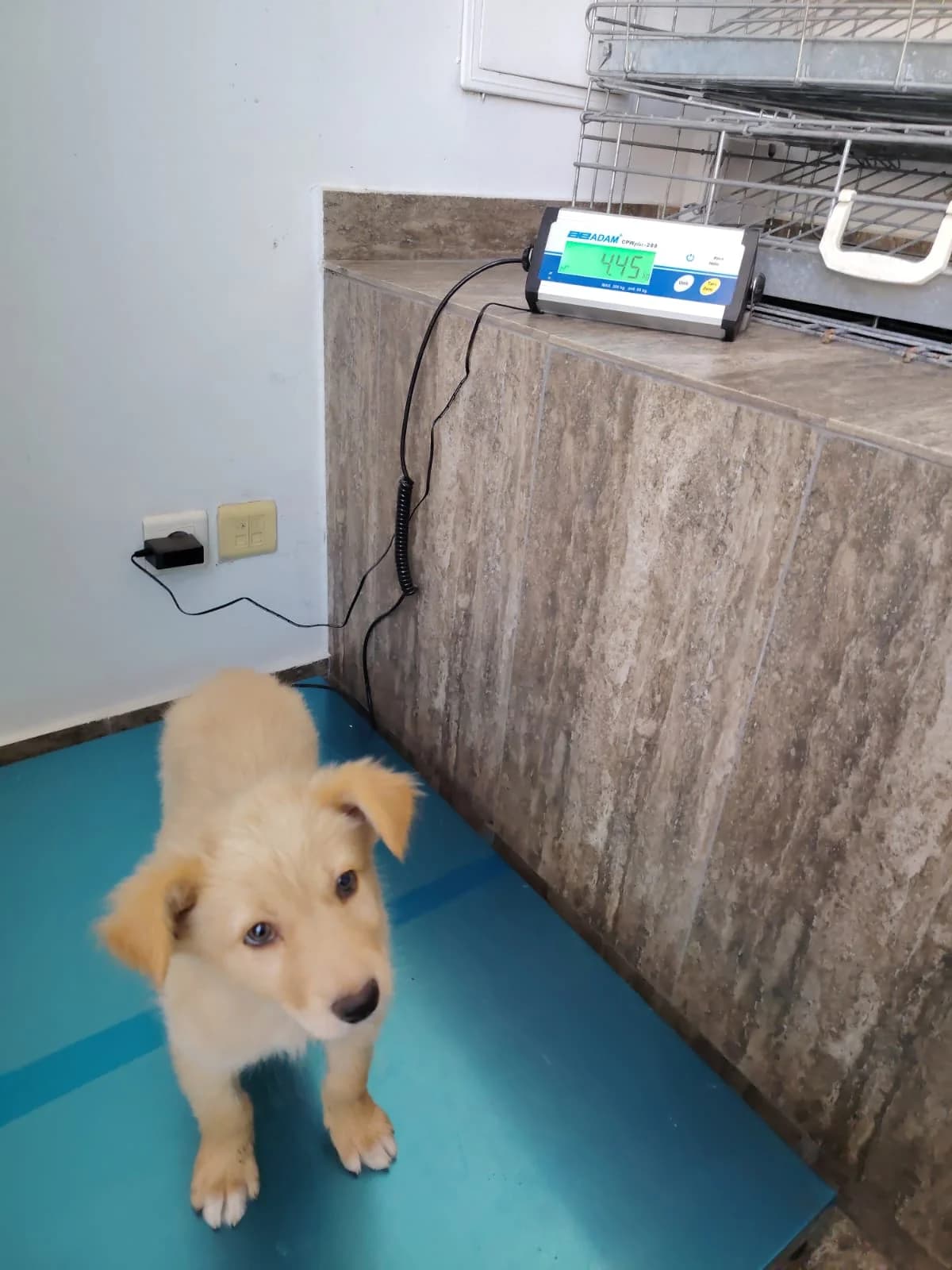 Talu, male puppy Mixed Breed for adoption at Tierschutzverein Labus Family e.V.