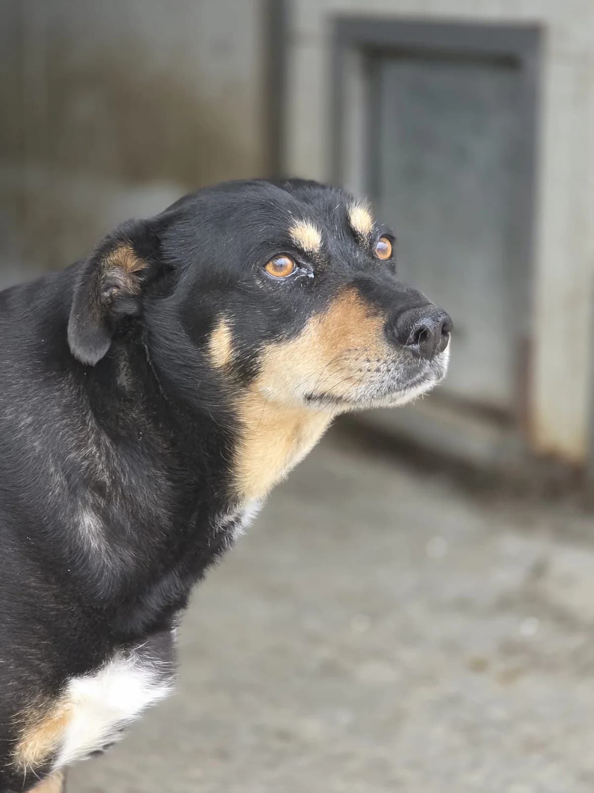 Tante Trudi, female senior Mixed Breed for adoption at Tierschutzverein Labus Family e.V.