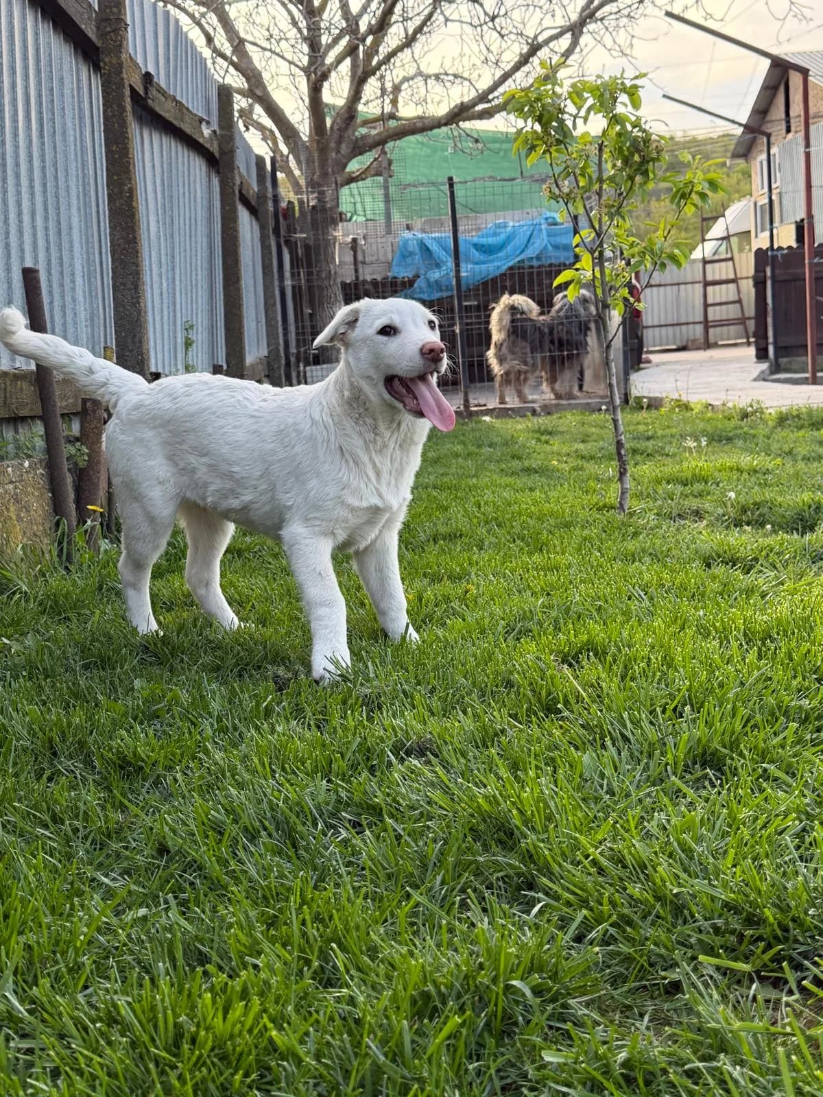 Tassilo, male puppy Mixed Breed for adoption at Tierschutzverein Labus Family e.V.