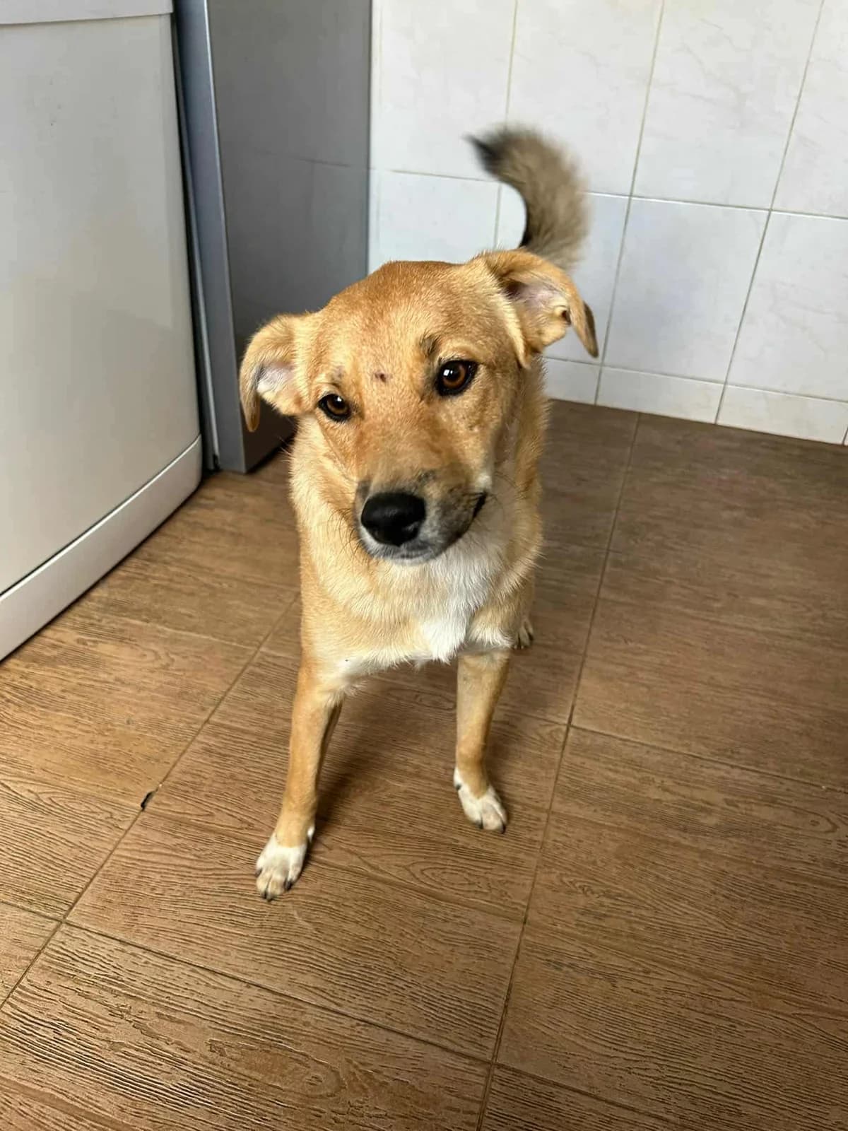 Tay, male young Mixed Breed for adoption at Tierschutzverein Labus Family e.V.