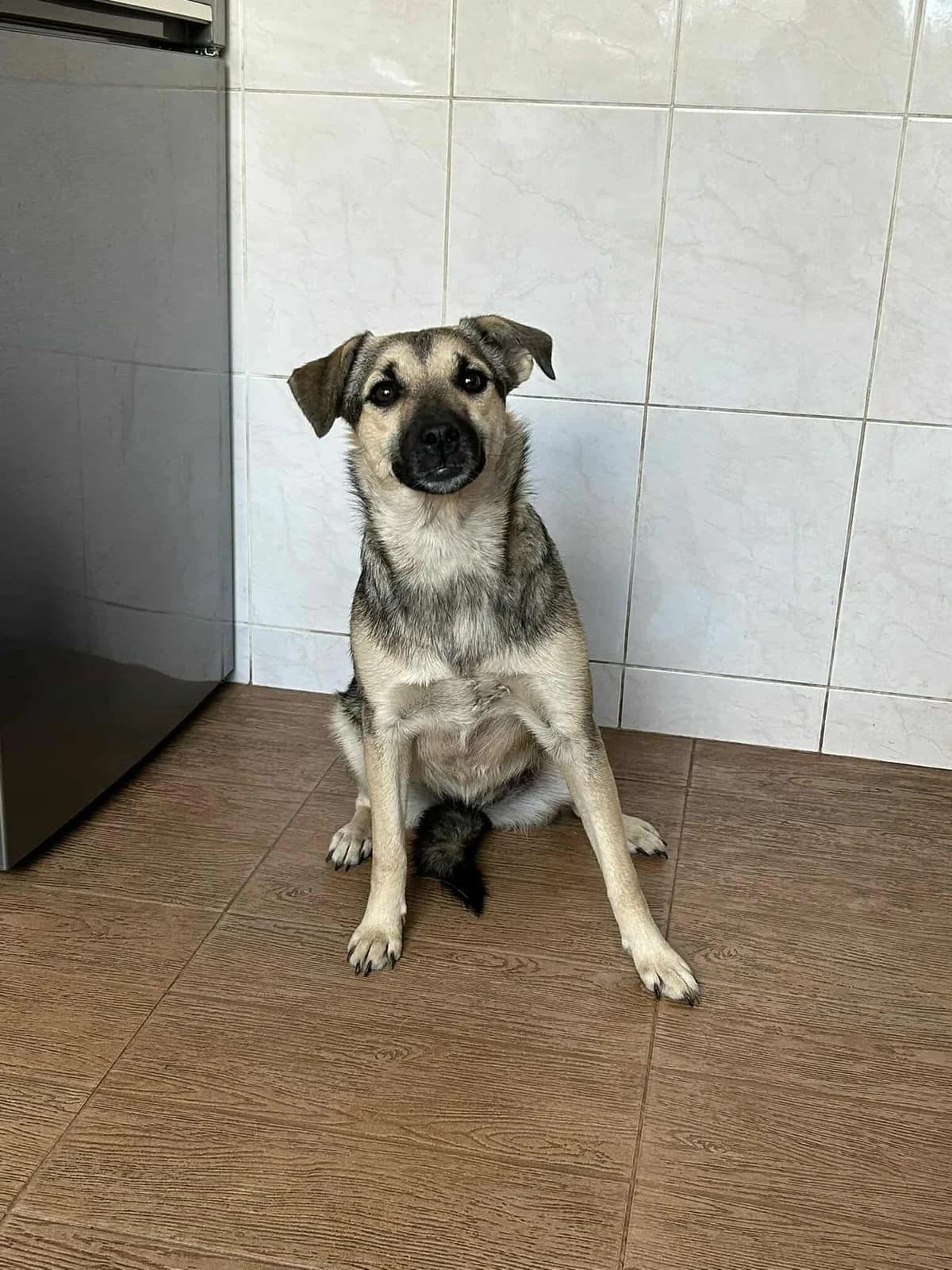 Taylor, female young Mixed Breed for adoption at Tierschutzverein Labus Family e.V.