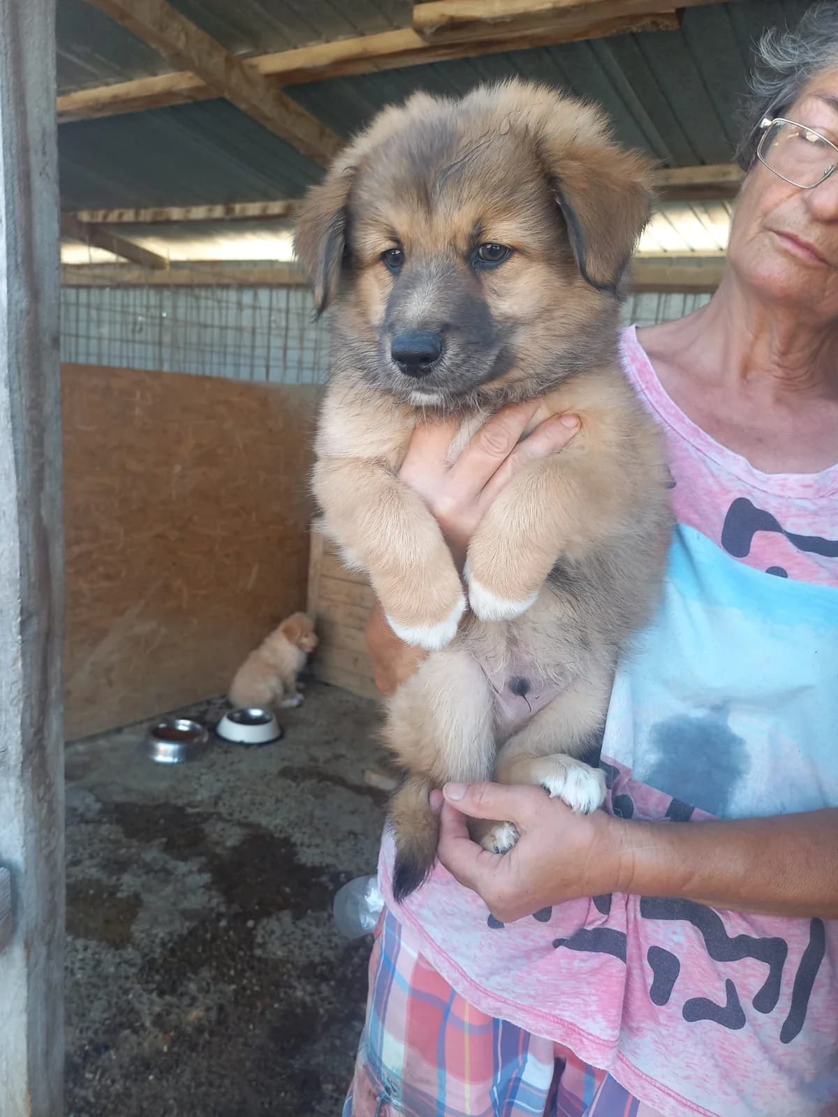 Teddy, male puppy Mixed Breed for adoption at Tierschutzverein Labus Family e.V.