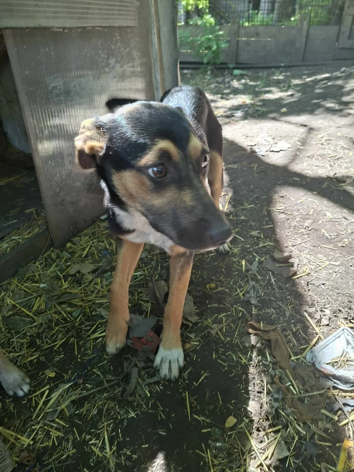 Tenzing, male puppy Mixed Breed for adoption at Tierschutzverein Labus Family e.V.