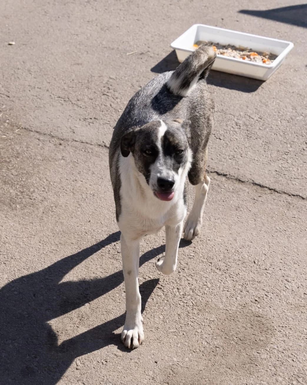 Tessa, female young Mixed Breed for adoption at Tierschutzverein Labus Family e.V.