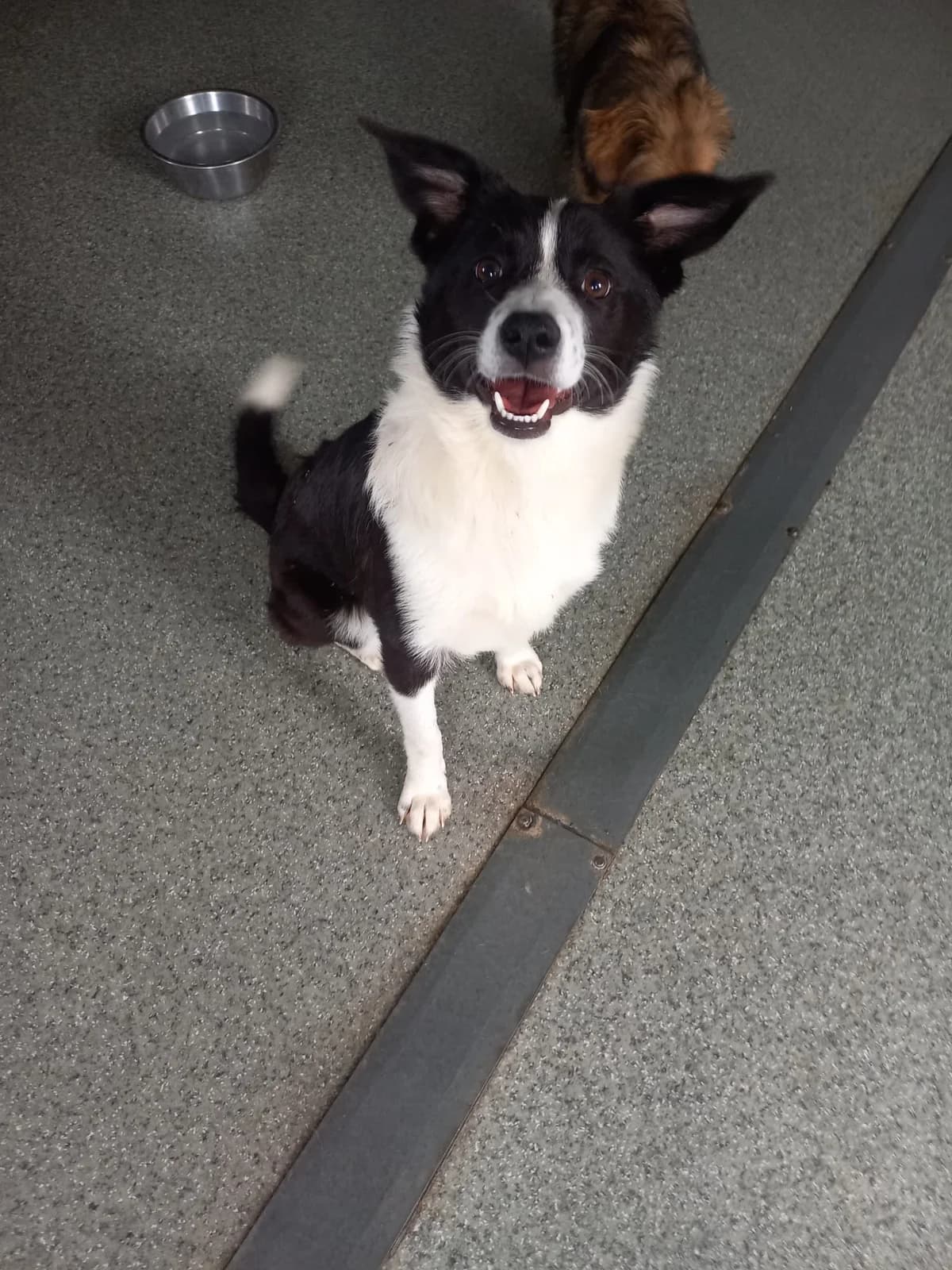 Thalia, female puppy Mixed Breed for adoption at Tierschutzverein Labus Family e.V.