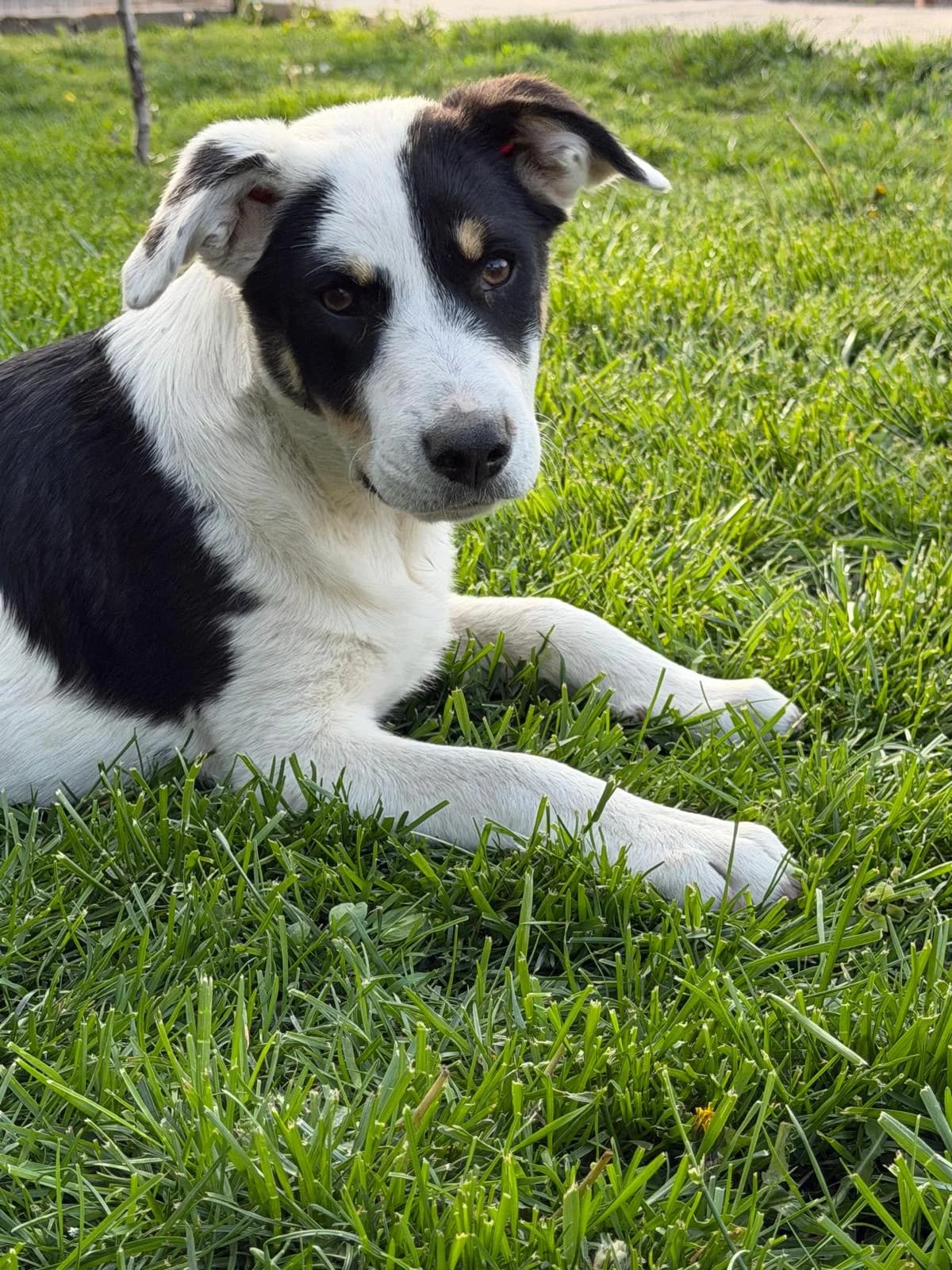 Thessa, female puppy Mixed Breed for adoption at Tierschutzverein Labus Family e.V.
