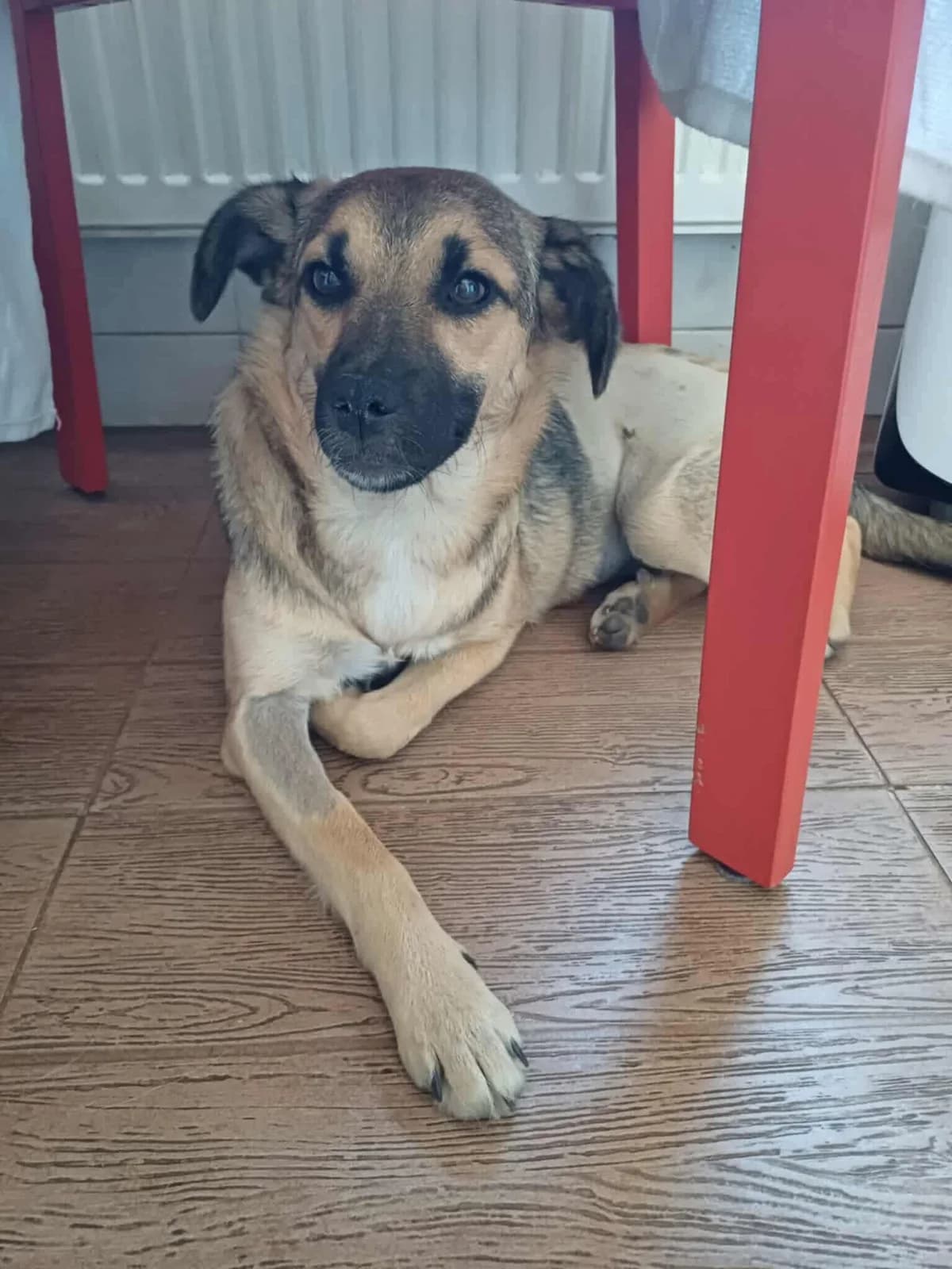 Tilly, female young Mixed Breed for adoption at Tierschutzverein Labus Family e.V.