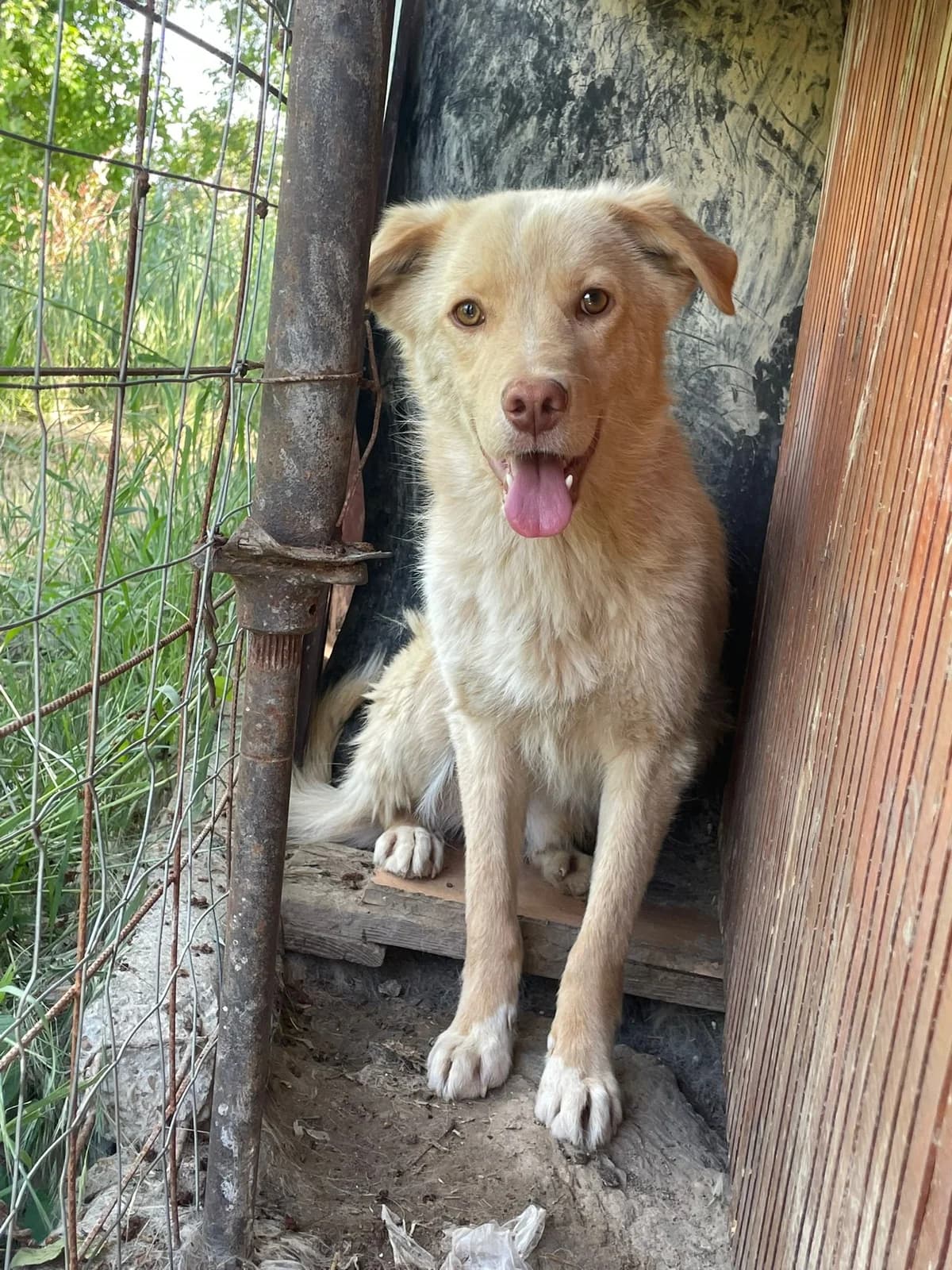 Toasty, male young Mixed Breed for adoption at Tierschutzverein Labus Family e.V.