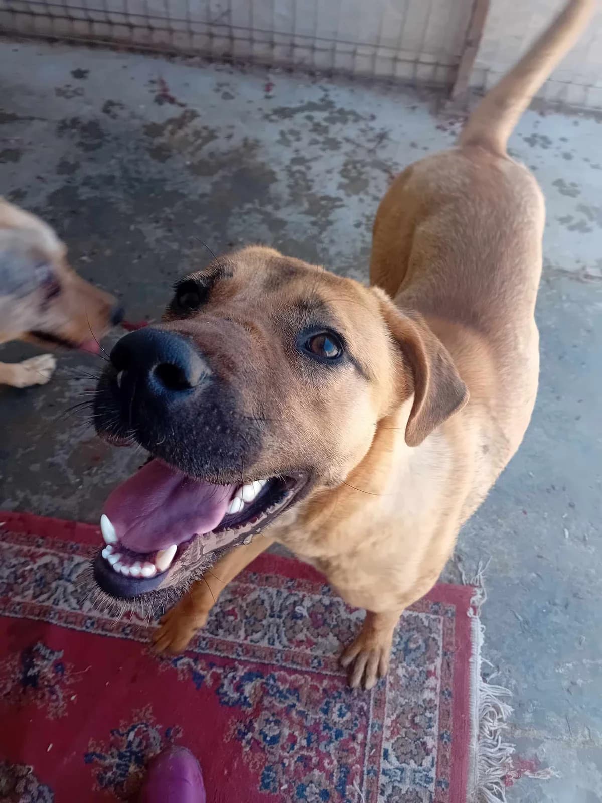 Torvi, female young Mixed Breed for adoption at Tierschutzverein Labus Family e.V.