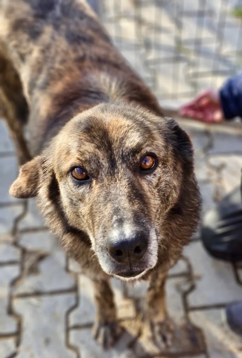 Twix, female 5yo Mixed Breed for adoption at Tierschutzverein Labus Family e.V.