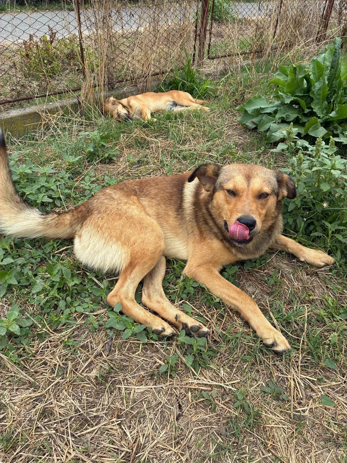 Ursu, male young Mixed Breed for adoption at Tierschutzverein Labus Family e.V.