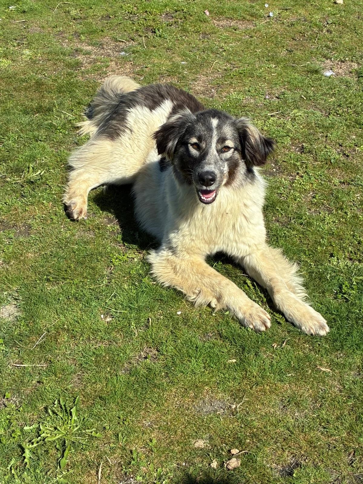 Vaiana, female young Mixed Breed for adoption at Tierschutzverein Labus Family e.V.