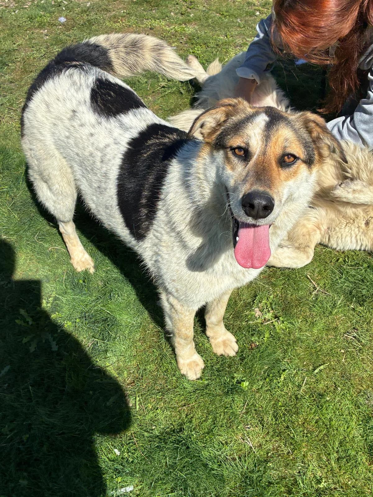 Valentin, male young Mixed Breed for adoption at Tierschutzverein Labus Family e.V.