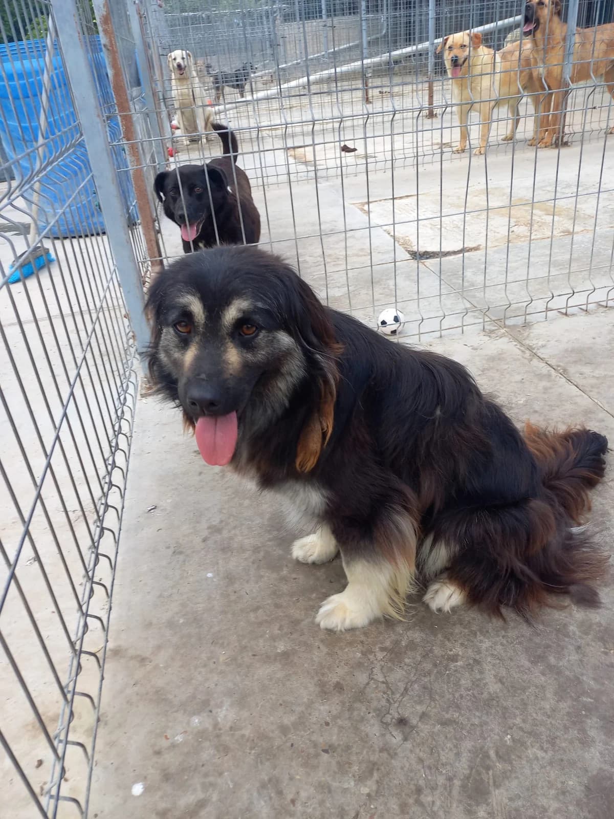 Valerian, male young Mixed Breed for adoption at Tierschutzverein Labus Family e.V.