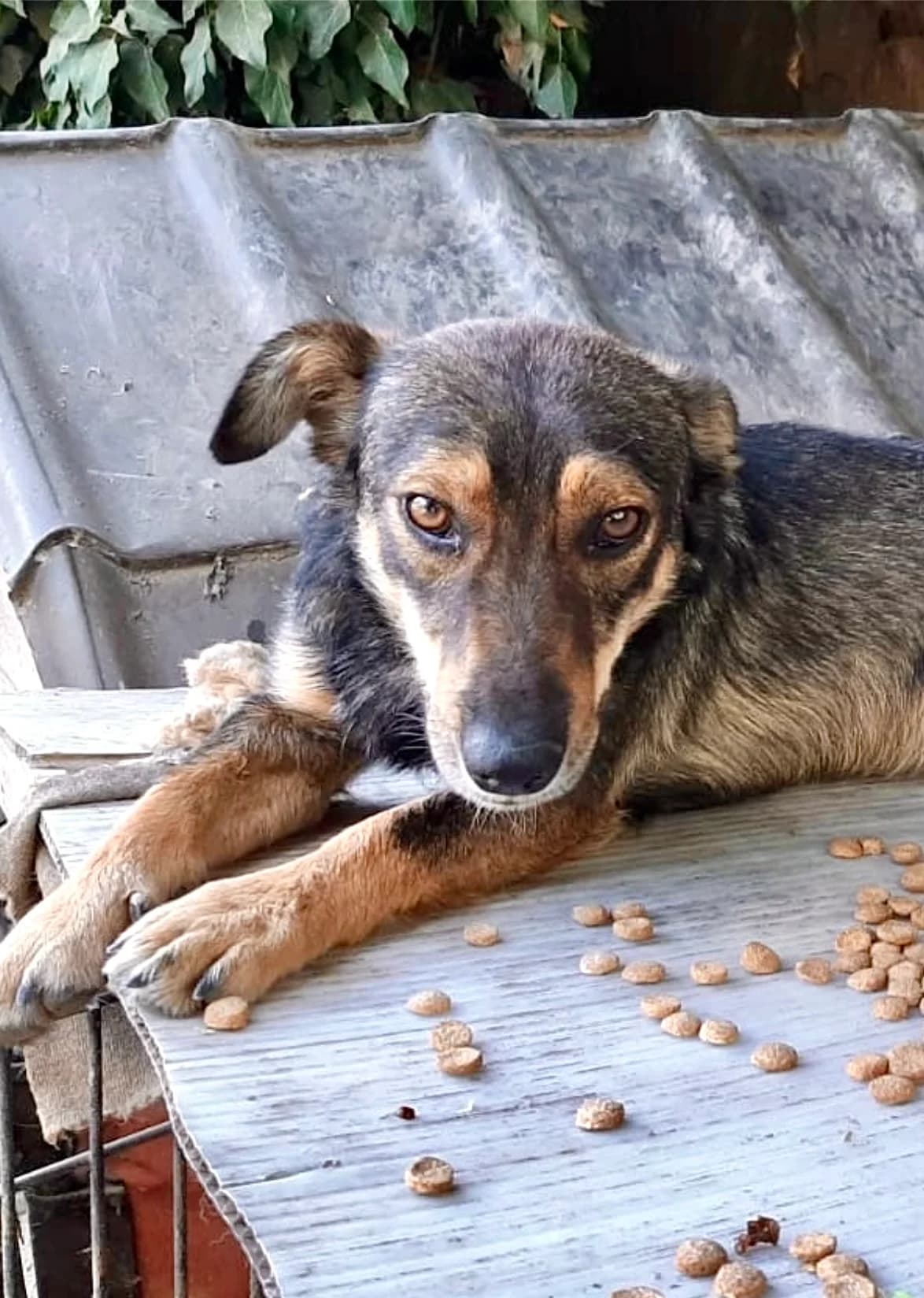 Vicky, female 3yo Mixed Breed for adoption at Tierschutzverein Labus Family e.V.