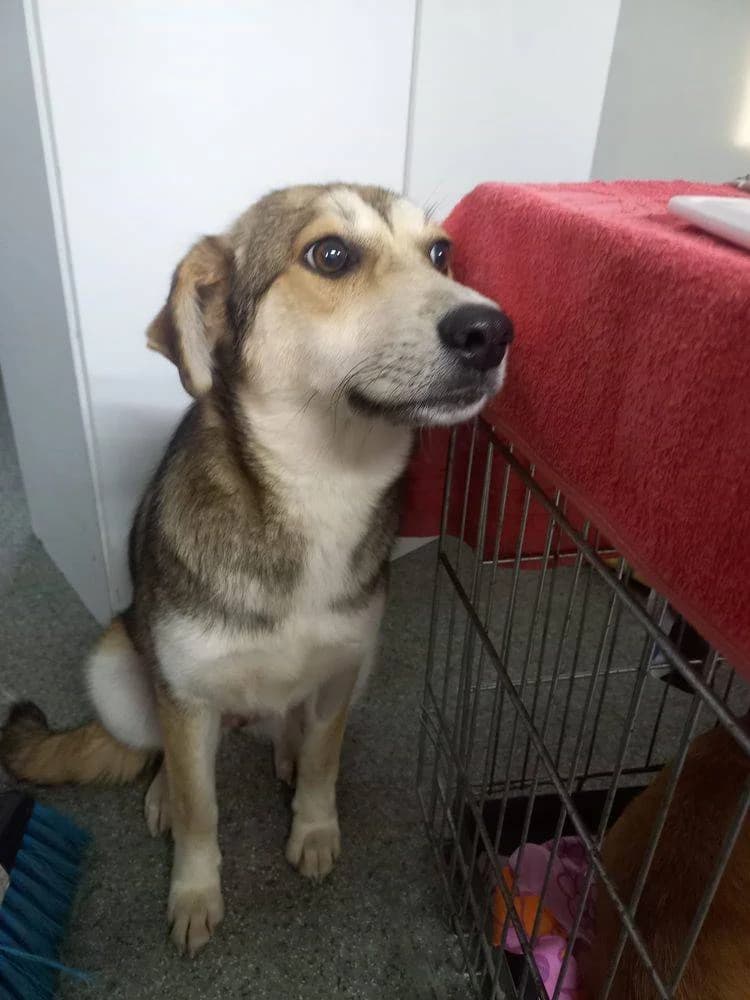 Vida, female young Mixed Breed for adoption at Tierschutzverein Labus Family e.V.