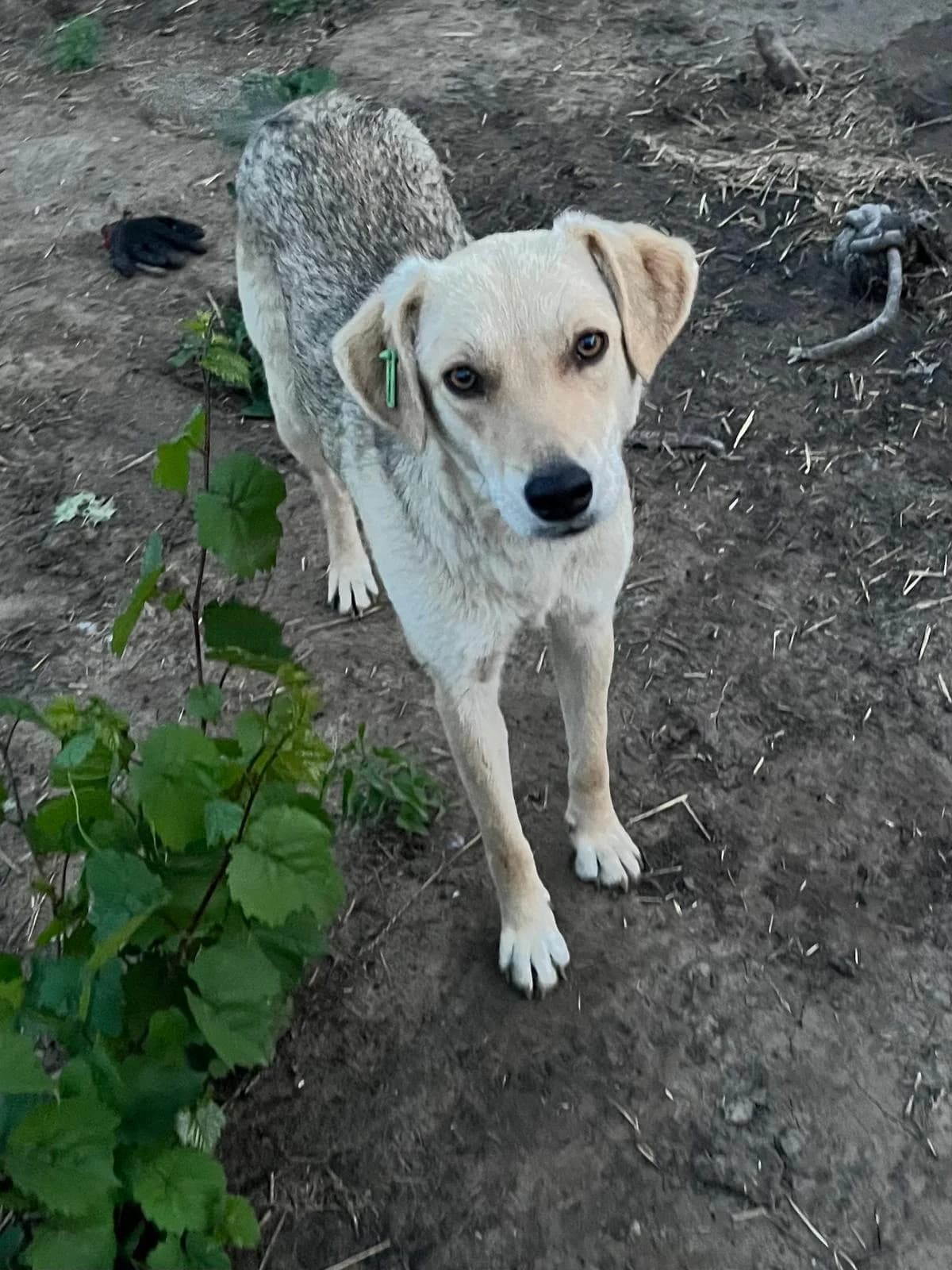 Vulpita, female young Mixed Breed for adoption at Tierschutzverein Labus Family e.V.