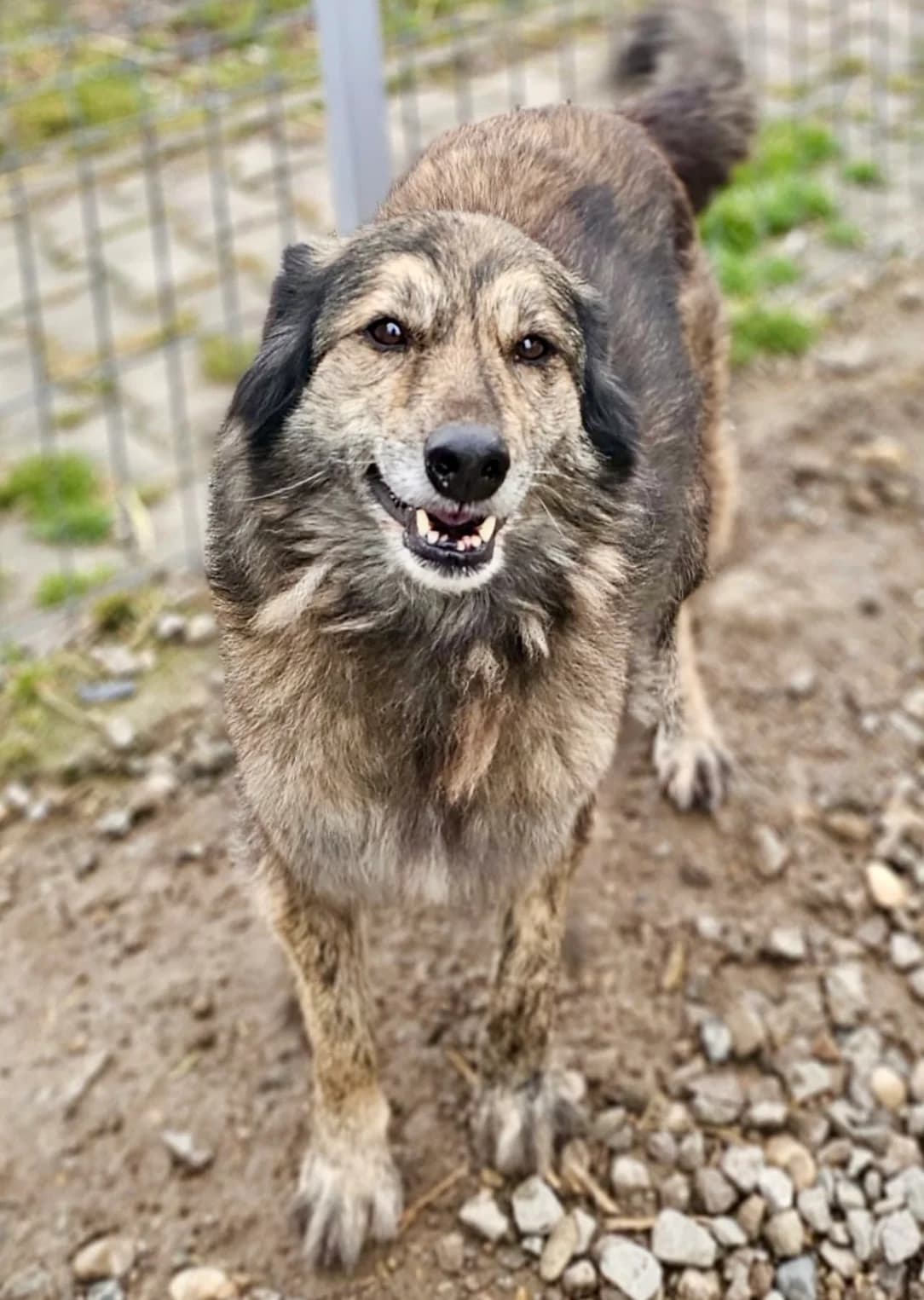 Walker, female senior Mixed Breed for adoption at Tierschutzverein Labus Family e.V.