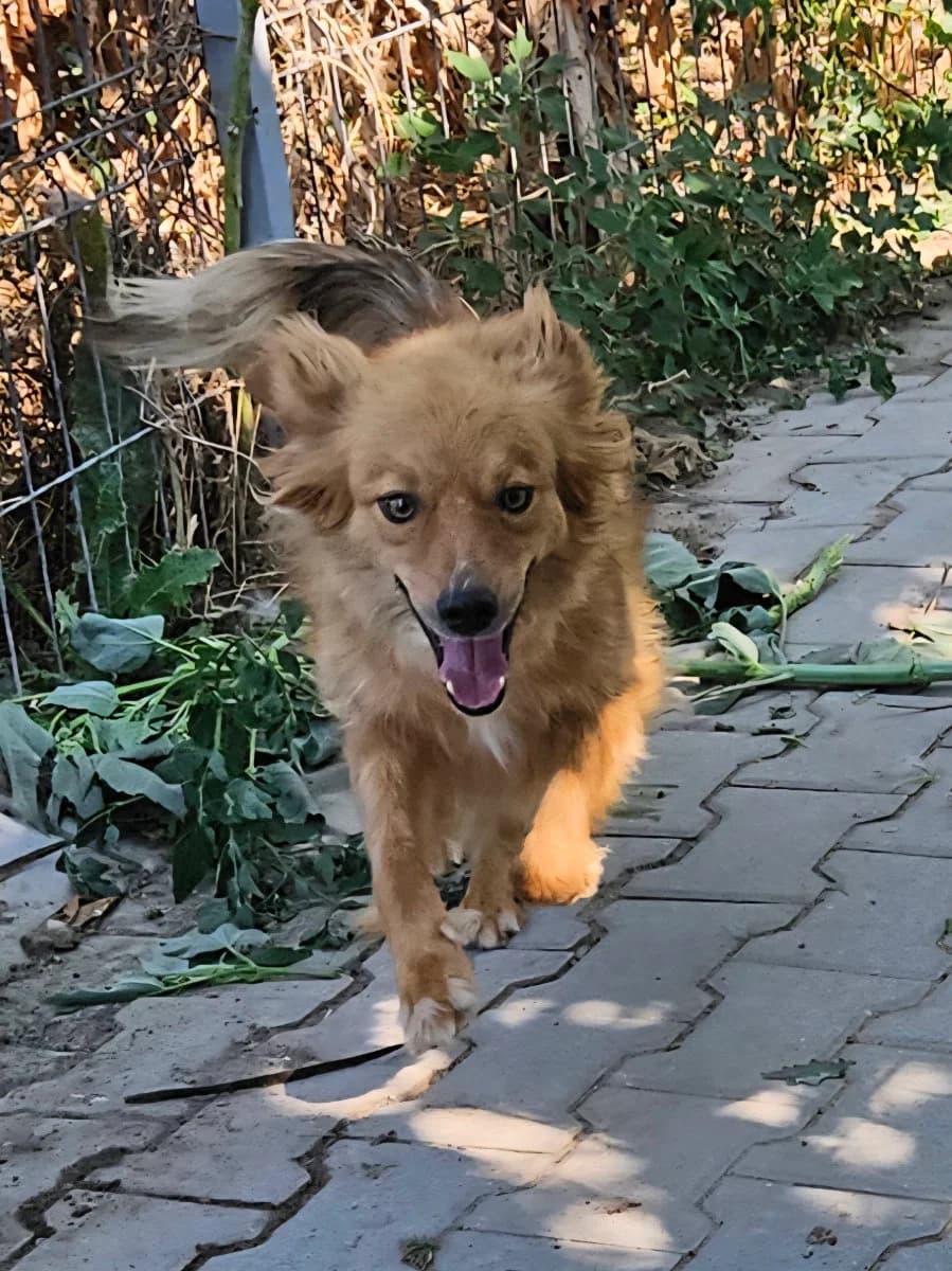 Wenke, female 3yo Mixed Breed for adoption at Tierschutzverein Labus Family e.V.
