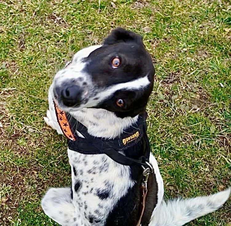 Willow, male 4yo Mixed Breed for adoption at Tierschutzverein Labus Family e.V.