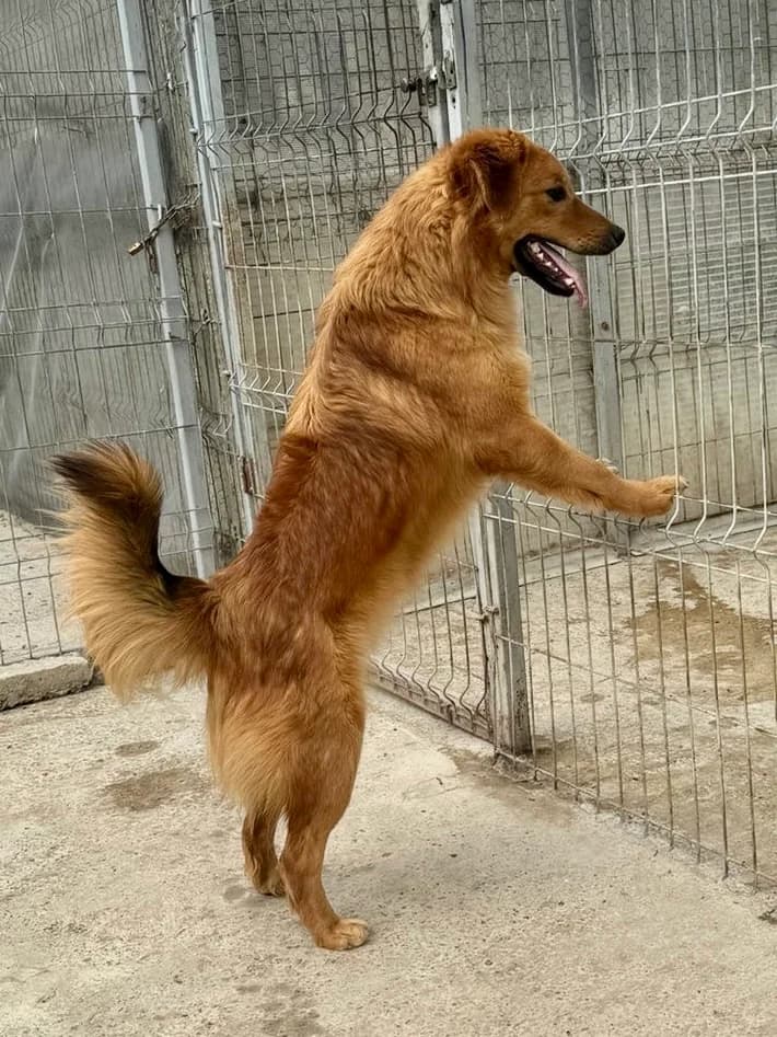Wilson, male 3yo Mixed Breed for adoption at Tierschutzverein Labus Family e.V.